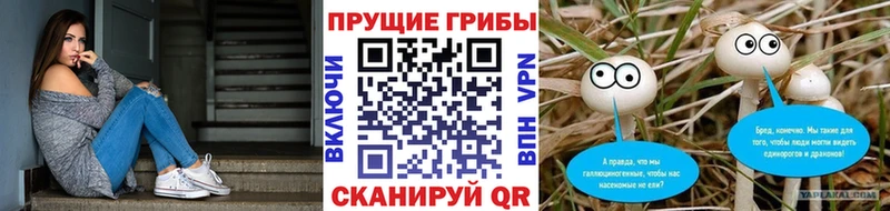 Галлюциногенные грибы Psilocybine cubensis  Глазов 